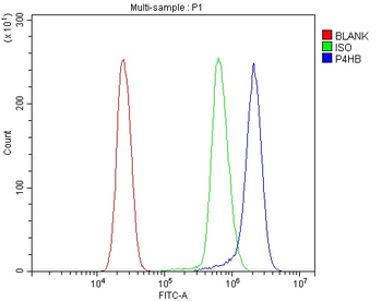 P4HB Antibody