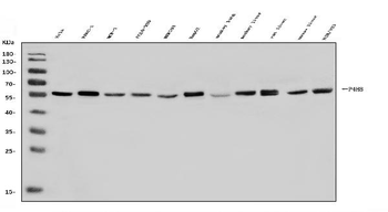 P4HB Antibody