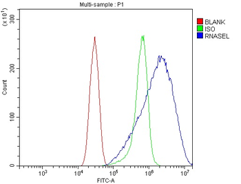 RNase L/Rnasel Rabbit Polyclonal Antibody