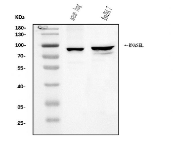 RNase L/Rnasel Rabbit Polyclonal Antibody