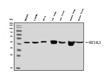 SEC14L3/TAP2 Antibody