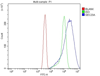 SEC23A Rabbit Polyclonal Antibody