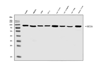 SEC23A Rabbit Polyclonal Antibody