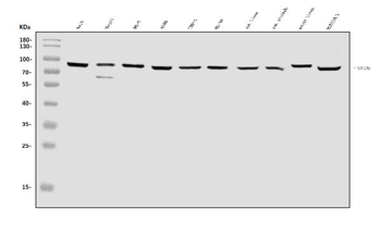 SEC23B Rabbit Polyclonal Antibody