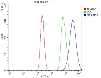 SERINC3 Rabbit Polyclonal Antibody