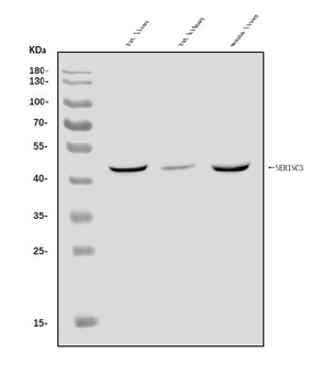 SERINC3 Rabbit Polyclonal Antibody