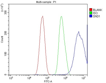 SND1 Rabbit Polyclonal Antibody