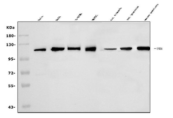 SND1 Rabbit Polyclonal Antibody