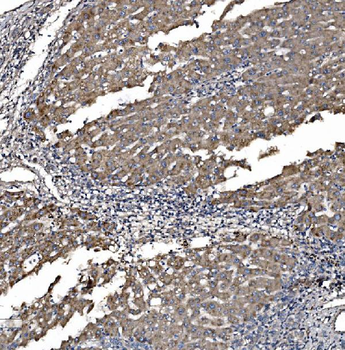 Astrin/Deepest/SPAG5 Rabbit Polyclonal Antibody