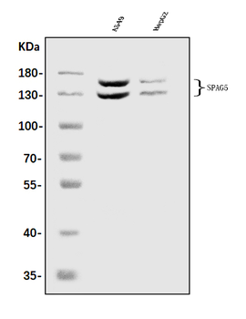 Astrin/Deepest/SPAG5 Rabbit Polyclonal Antibody