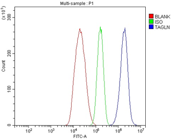 TAGLN/Transgelin Antibody
