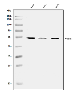 TEF1/TEAD-1/TEAD1/TEAD Rabbit Polyclonal Antibody