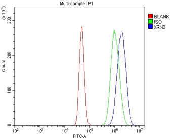 XRN2 Rabbit Polyclonal Antibody