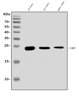 Aquaporin 1/AQP1 Rabbit Polyclonal Antibody