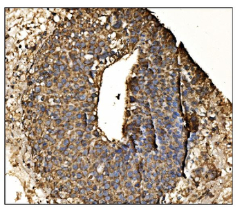 Arginine decarboxylase/AZIN2 Rabbit Polyclonal Antibody