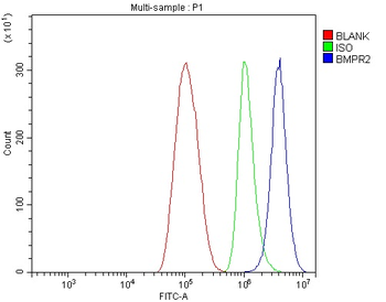 BMPR2 Rabbit Polyclonal Antibody