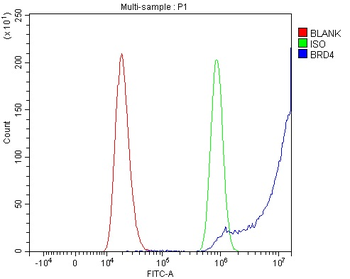 BRD4 Rabbit Polyclonal Antibody