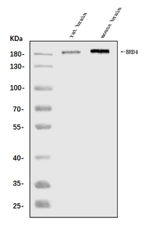 BRD4 Rabbit Polyclonal Antibody