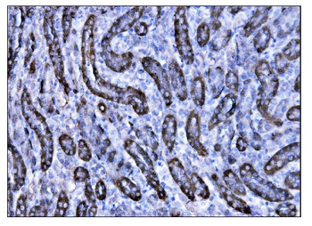 CD147/Bsg Antibody