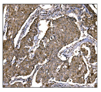 Caspase-9/CASP9 Antibody
