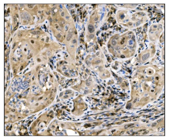 Caspase-9/CASP9 Antibody