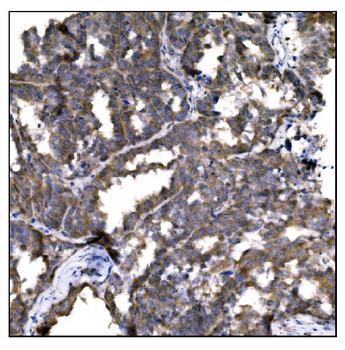 Caspase-9/CASP9 Antibody