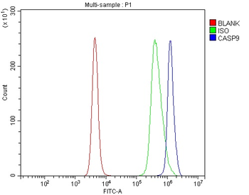 Caspase-9/Casp9 Antibody