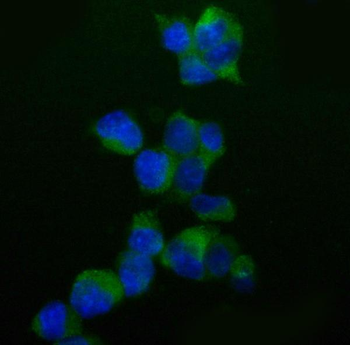Caspase-9/Casp9 Antibody