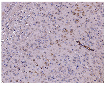 Caspase-9/Casp9 Antibody