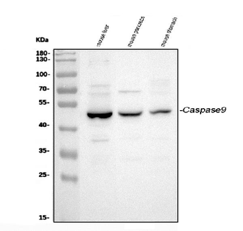 Caspase-9/Casp9 Antibody