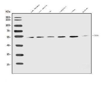 CXCR4 Antibody