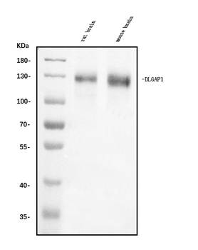 DLGAP1 Rabbit Polyclonal Antibody