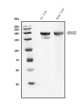 Duox2 Rabbit Polyclonal Antibody