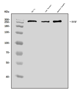 Dysferlin/DYSF Rabbit Polyclonal Antibody