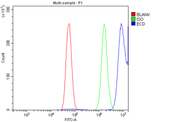 SGT1/ECD Rabbit Polyclonal Antibody