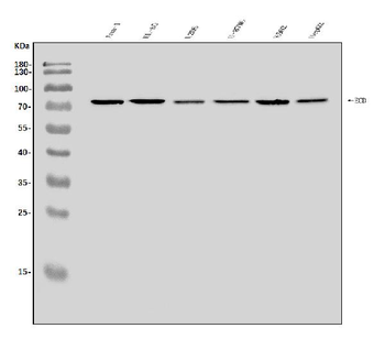 SGT1/ECD Rabbit Polyclonal Antibody