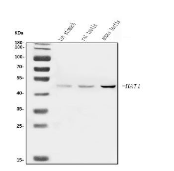KAT1/HAT1 Rabbit Polyclonal Antibody