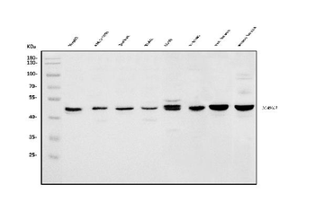 HOMER1 Rabbit Polyclonal Antibody