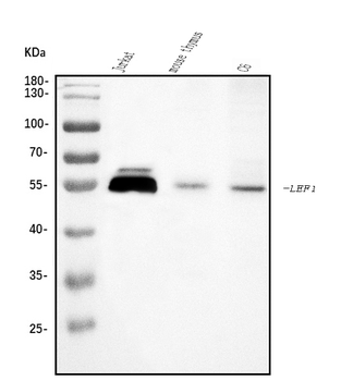 LEF1 Rabbit Polyclonal Antibody