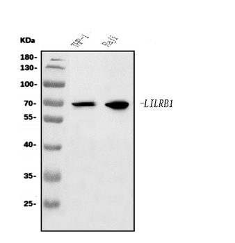 LILRB1 Antibody