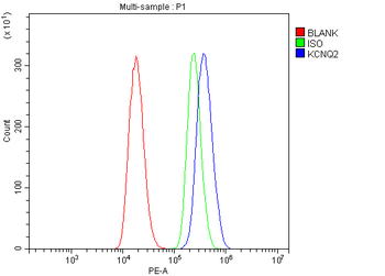 KCNQ2 Antibody