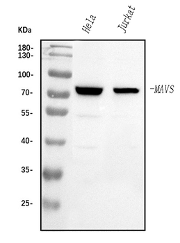 MAVS Rabbit Polyclonal Antibody
