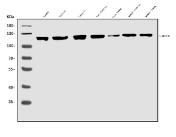 MERTK Antibody
