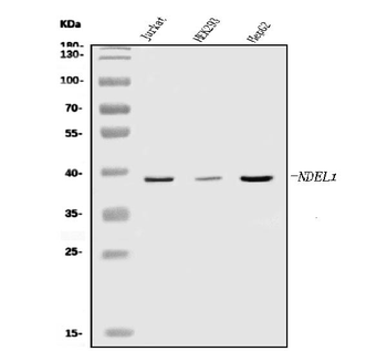 NDEL1 Rabbit Polyclonal Antibody