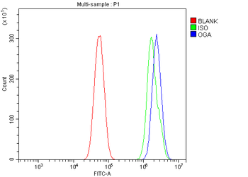 MGEA5/OGA Rabbit Polyclonal Antibody