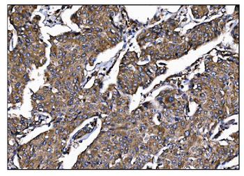 POGLUT1 Rabbit Polyclonal Antibody