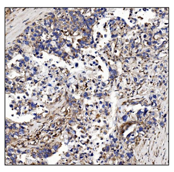 POGLUT1 Rabbit Polyclonal Antibody