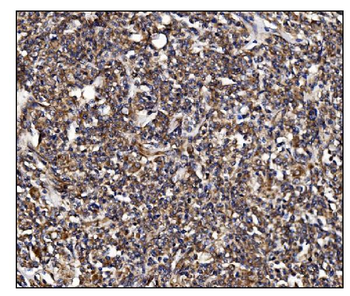 POGLUT1 Rabbit Polyclonal Antibody