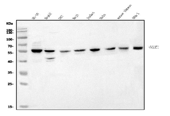 POGLUT1 Rabbit Polyclonal Antibody