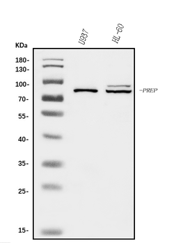 Prolyl Endopeptidase/PREP Antibody